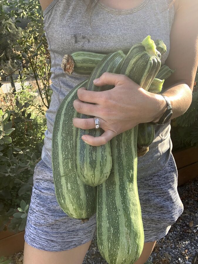 Holding a large zucchini from the garden