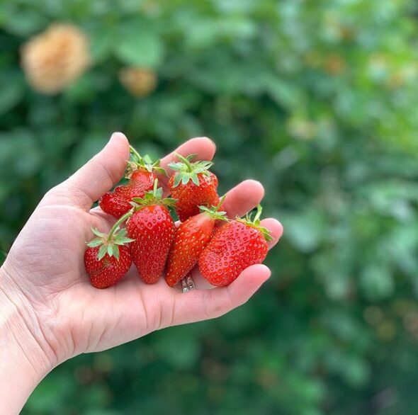 A handful of freshly picked strawberries