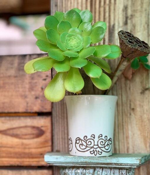A succulent in a small ceramic pot on a wooden shelf