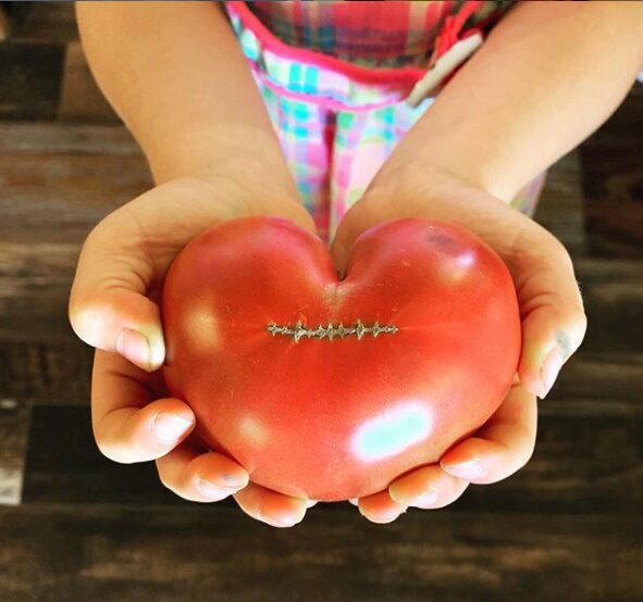 Two hands cupping a heart-shaped tomato